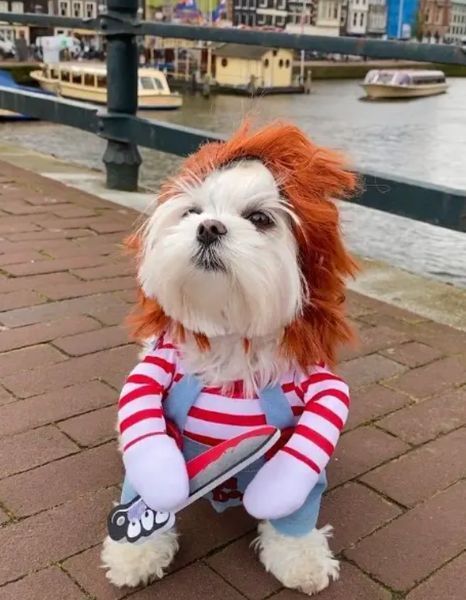 Косплей Чаки Костюм на Halloween Одежда для животных Праздничный костюм для маленьких средних собак и кошек М 1639 фото